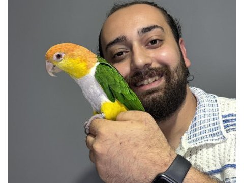 Maskot dans eden evcil oyuncu caique papağanı