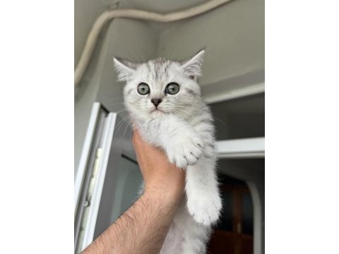 Sahiplendirilecek yavru scottish fold