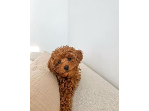 Mükemmel anatomide toy poodle yavrular