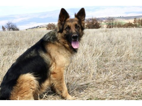 5 yaşında dişi alman çoban köpeği