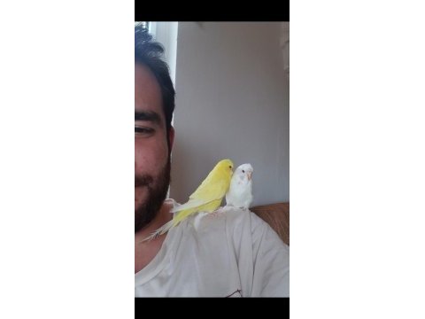 Çift muhabbet kuşumuz