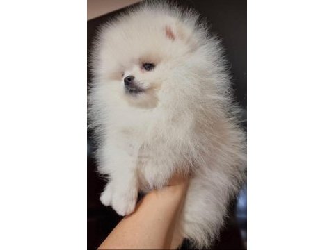 Pomeranian yavrular