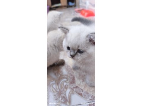 Güzeller güzeli scottish fold yavrularımız