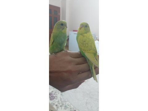 Yavru ve yetişkin eşe hazır muhabbet kuşlar