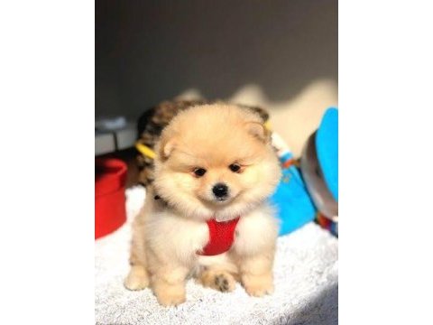 Eşsiz kalitede pomeranian boo