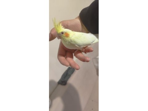 Yeni yeme düşen lutino kırmızı göz sultan papağanı