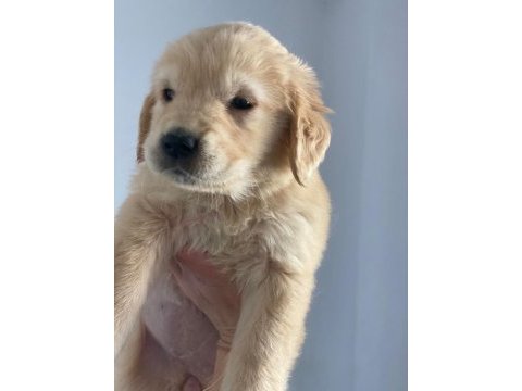 50 günlük erkek golden yavrumuz 