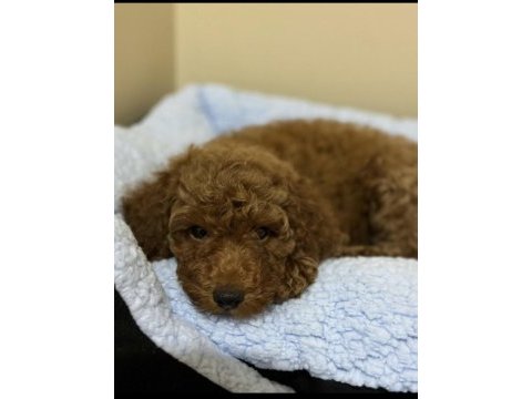 Erkek - dişi toy poodle yavrular yeni ailesini arıyor