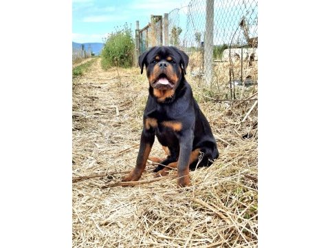 A şecereli üst düzey kaliteli genç rottweiler