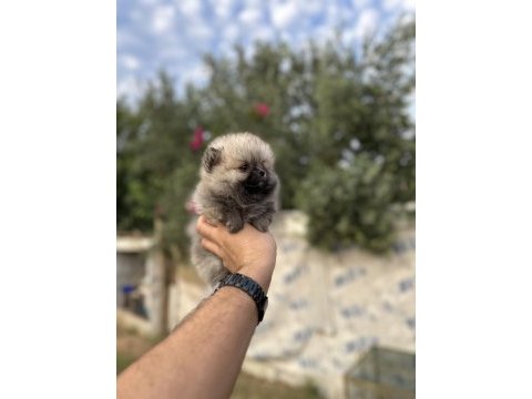Pomeranian yavrularımız