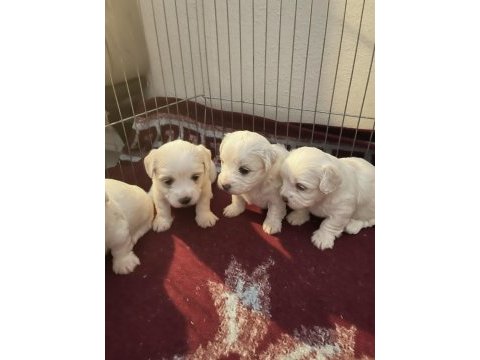 Kucuk tatlı mınık köpekler
