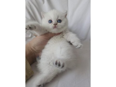 Safkan cana yakın sosyal british shorthair bebekler