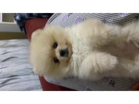Pomeranian boo yavrumuz