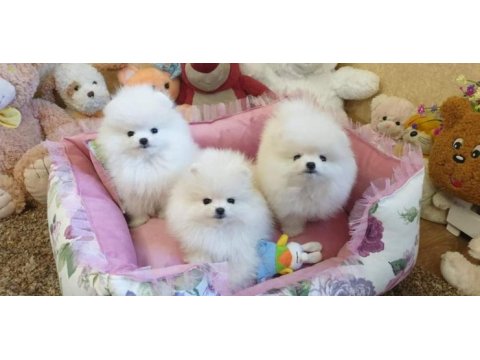 Pomeranian boo yavruları ıstanbul 