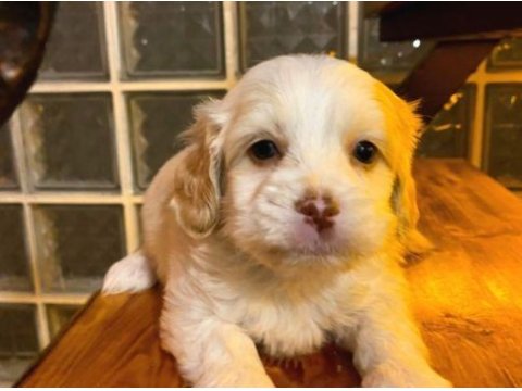Xs maltipoo bebeklerimiz