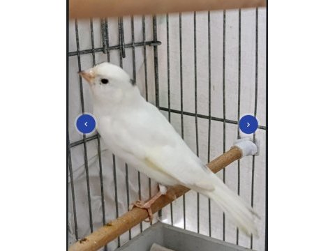 Yeni yeme düşen white face sultan papağanı