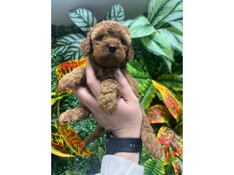 Birinci sınıf poodle bebekler