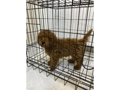 Erkek - dişi toy poodle yavrular