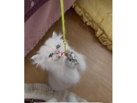 Safkan british longhair yavrular