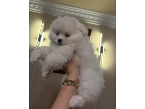 Aile yanında büyüyen safkan pomeranian yavrular