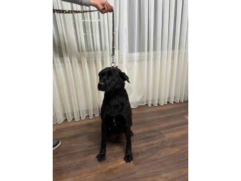 Temel itaat eğitimi mevcut labrador