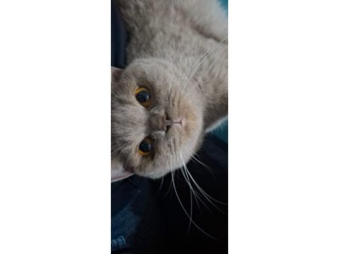 British shorthair kedimiz sahiplendirilecek