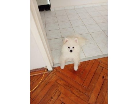 Pomeranian boo 1. sınıf