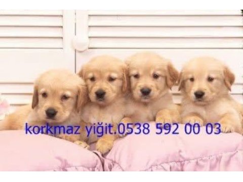 Gerçek koca kafa baby face golden yavruları