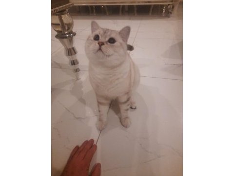 British shorthair golden point kedimiz sahiplendirilecektir