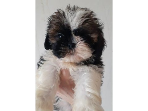 Shih tzu dişi