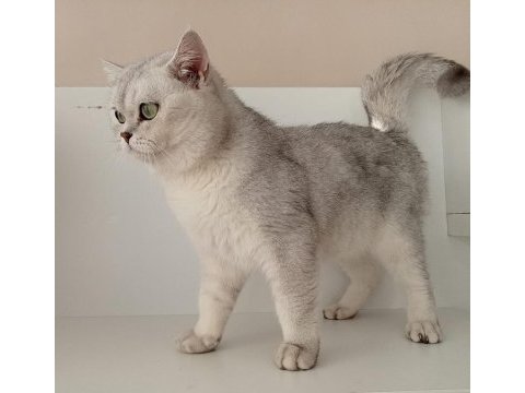 Kızımız scr li british shorthair