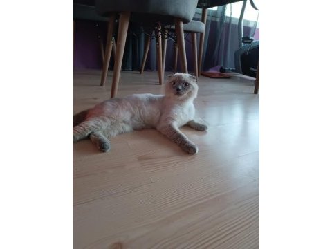 Acil yeni yuvasını arıyor scottish fold