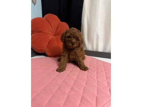 Toy poodle yavruları erkek