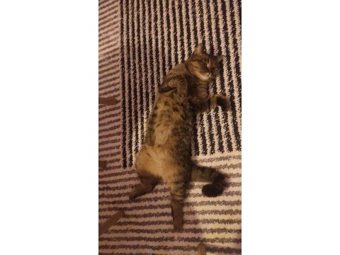 Kedime güzel bir yuva arıyorum