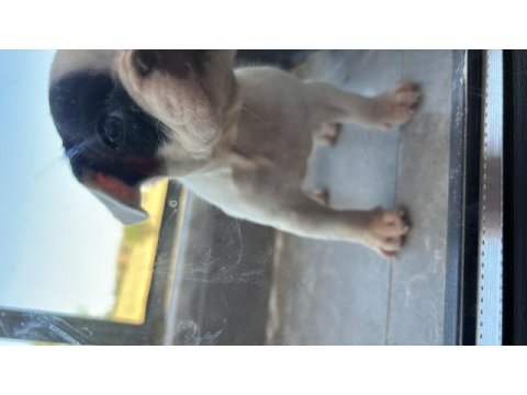 50 günlük yavru ped tuvalet eğitimli french bulldog