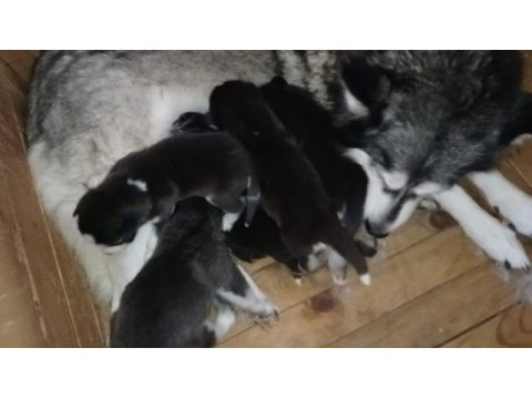 Husky yavrularım yeni ailesini bekliyor