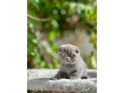 Scottish fold yavrularımız