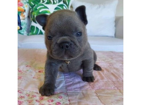 Blue french bulldog yavruları