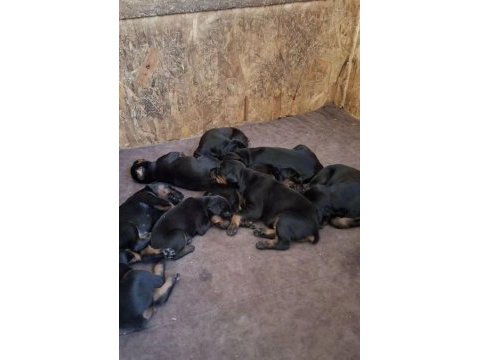 Kaliteli doberman yavruları