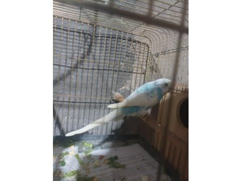 Çek çift muhabbet kuşu yavrulu