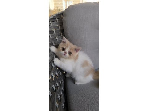 2 aylık iran persian yavrular