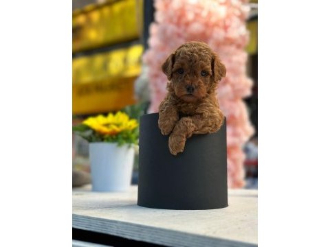 Safkan toy poodle yavrularım