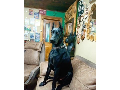 Black king doberman