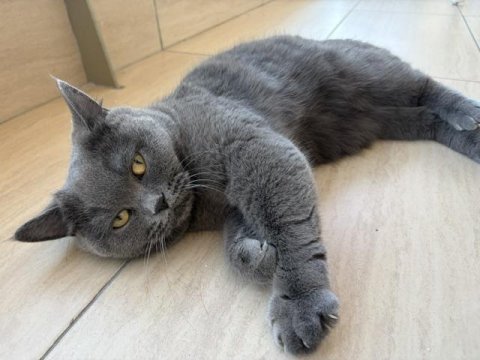 Ücretsiz sahiplendirme 1,5 yaş kısırlaştırılmış kedimiz