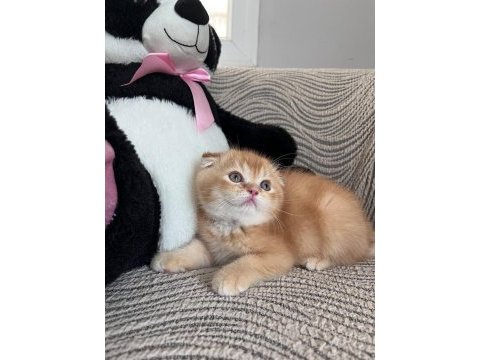 Daha güzel kediler doğmadı