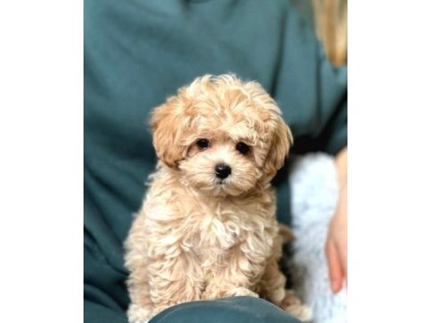 A kalite kore maltipoo