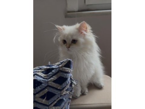Safkan british longhair point yavru