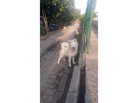 6 aylık safkan samoyed