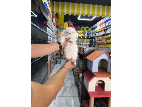 Scottish fold yavrumuz
