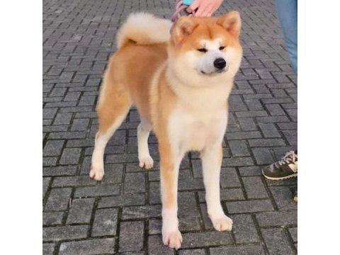 Japon akita inu yavrular